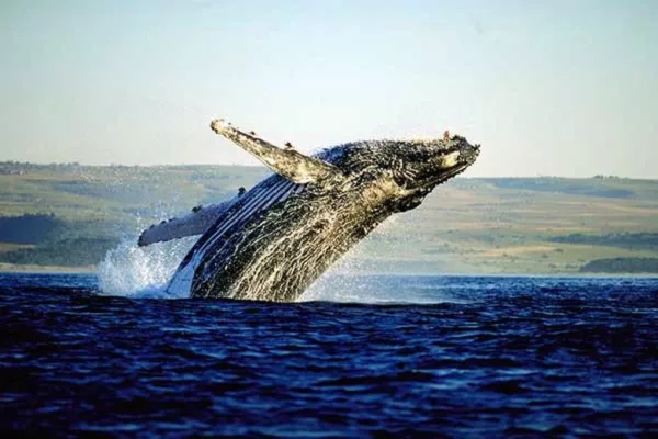 Whale Watching in Hermanus Tour-1920×1080-resize