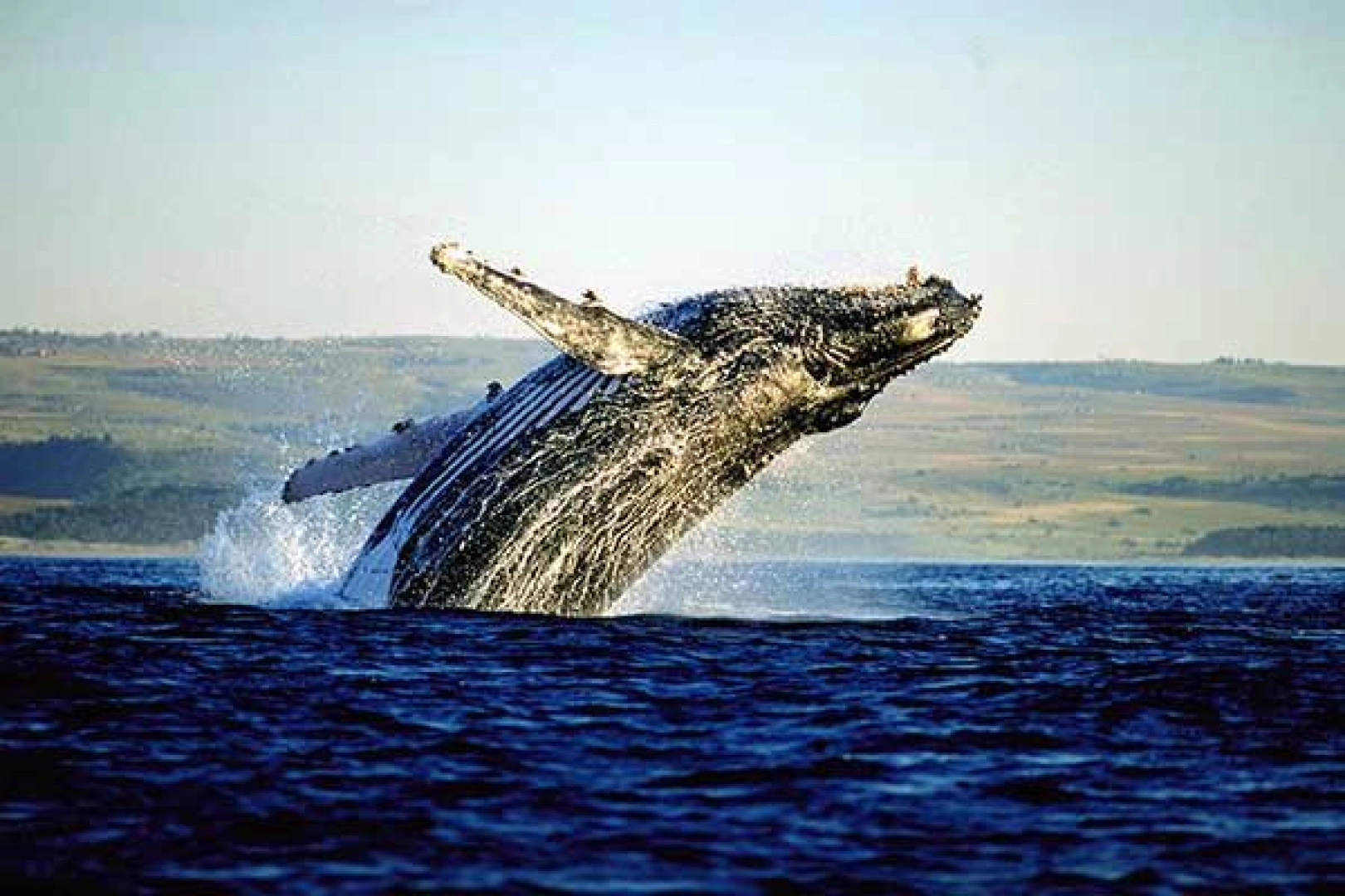 Whale Watching in Hermanus Tour-1920×1080-resize