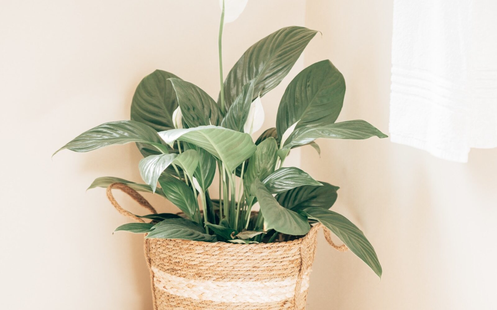 Luxury Guesthouse Kleinmond