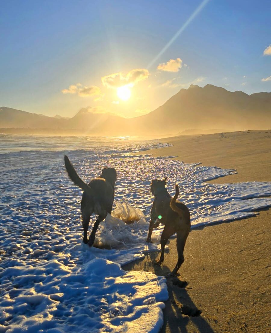 Dogs Running Beach Kleinmond Gaia and Zazou running on the beach in Kleinmond Western Cape